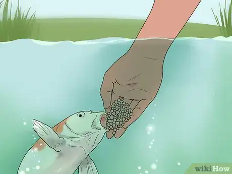 Image titled Hand Feed a Fish Step 9