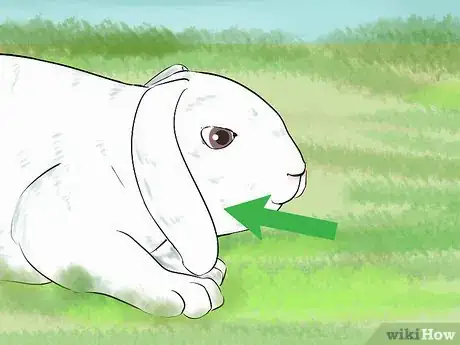 Image titled Catch a Pet Rabbit Step 22