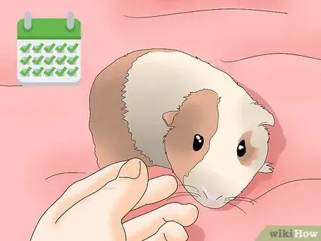 Image titled Make Sure Your Guinea Pig Is Happy Step 13