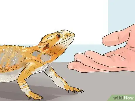 Image titled Hold a Bearded Dragon Step 2