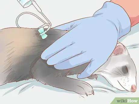 Image titled Treat Diarrhea in Ferrets Step 5