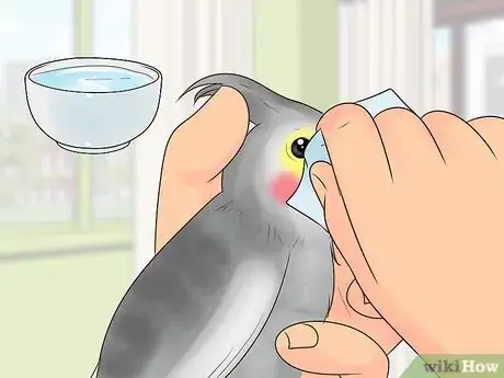 Image titled Treat Conjunctivitis in Cockatiels Step 4