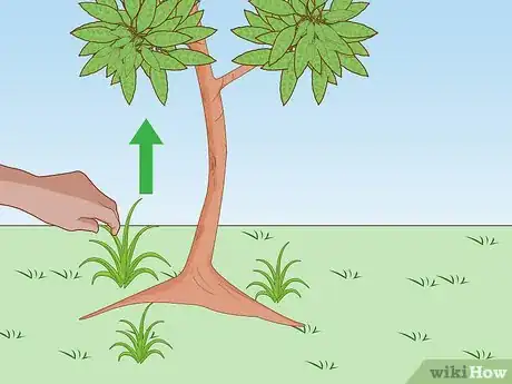 Image titled Grow a Mango Tree Step 15