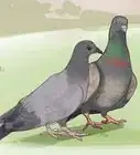 Keep a Single Pigeon