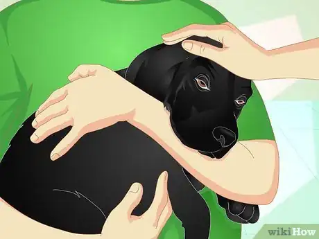 Image titled Deliver Ear Medication to Dogs Step 11