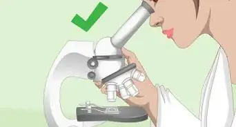 Use a Light Microscope