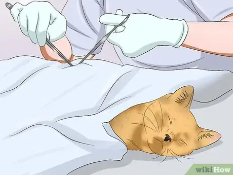 Image titled Care for an FIV Infected Cat Step 16