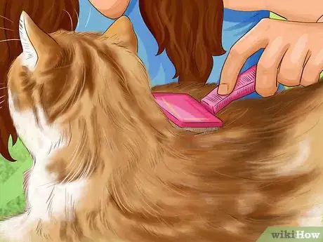 Image titled Know if Your Cat Is Shedding More than Normal Step 4