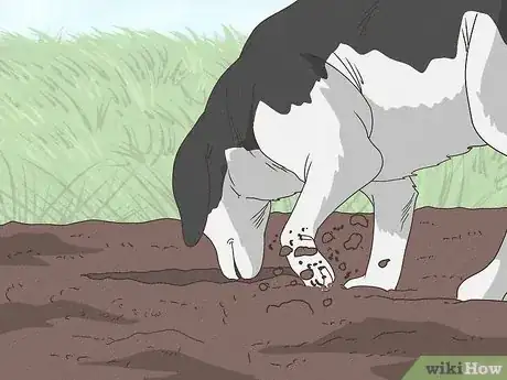 Image titled Why Do Dogs Bury Bones Step 3