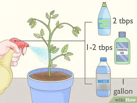 Image titled Get Rid of Red Spider Mites Organically Step 9