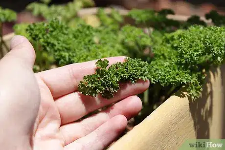 Image titled Air dry parsley Step 1