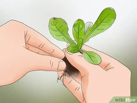 Image titled Grow Lettuce in a Pot Step 14