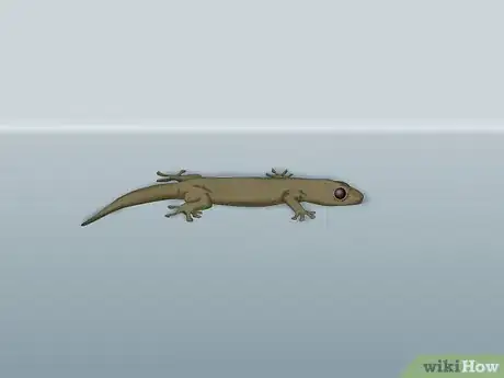 Image titled Catch a Lizard Without Using a Trap Step 1