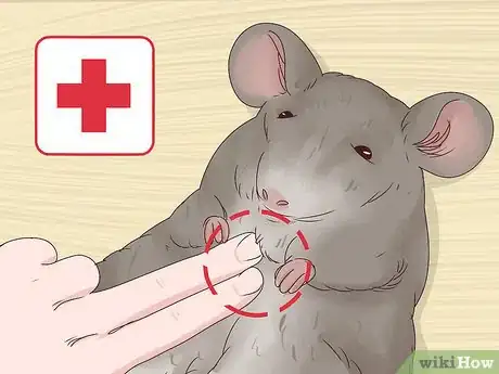 Image titled Help a Choking Chinchilla Step 8