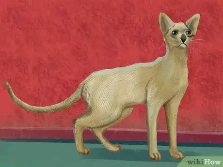 Image titled Identify a Siamese Cat Step 1