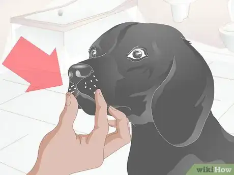 Image titled Clean Your Dog's Teeth Step 3