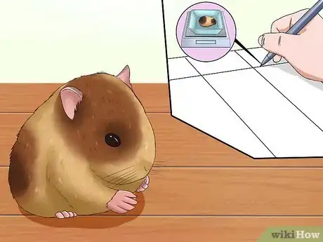 Image titled Tell if a Dwarf Hamster Is Obese Step 4