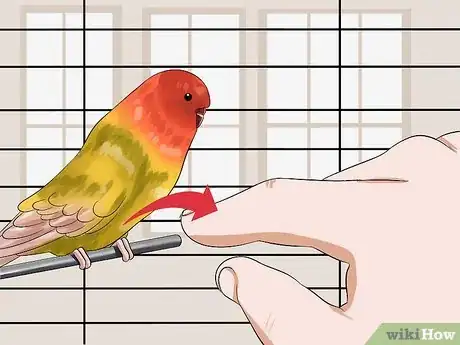 Image titled Gain Your Parakeet's Trust Step 6