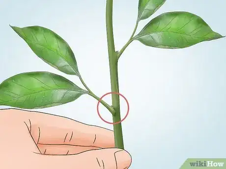 Image titled Do Budding in Plants Step 11