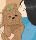 Take Care of a Shih Tzu