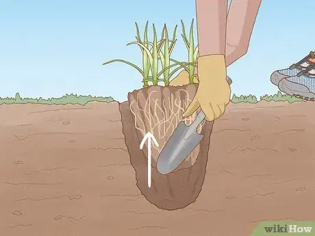 Image titled Get Rid of Nutgrass Step 7