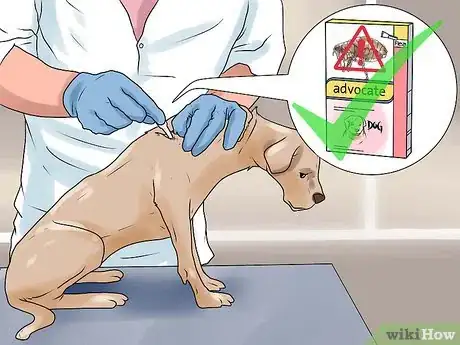 Image titled Rid Your Pet of Fleas Step 2