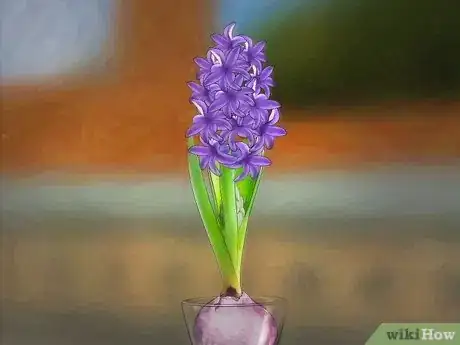 Image titled Grow a Hyacinth Bulb in Water Step 9