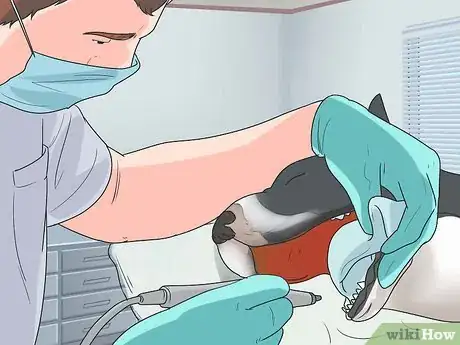 Image titled Care for a Boston Terrier Step 14