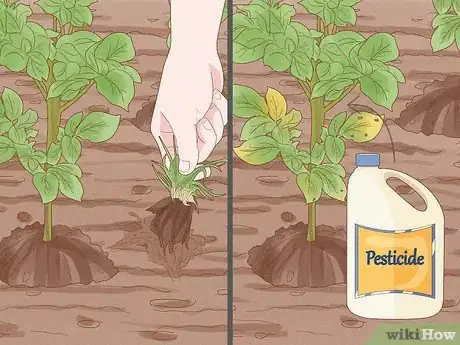 Image titled Plant Potatoes Step 10