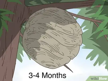 Image titled How Long Do Wasps Live Step 3