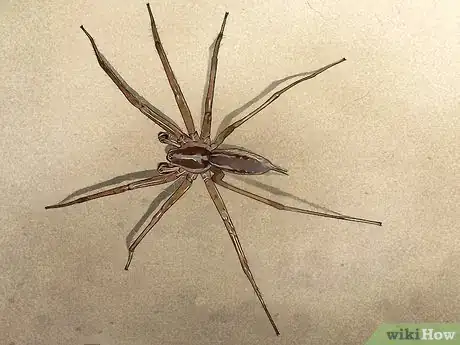 Image titled Identify a Garden Spider Step 11