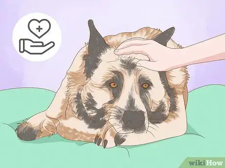 Image titled Detect Skin Cancer in Dogs Step 7