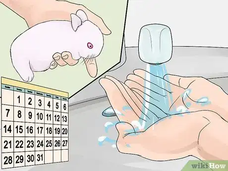 Image titled Care for Newborn Rabbits Step 11