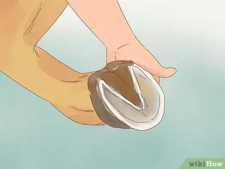 Image titled Trim Horse Hooves Step 10