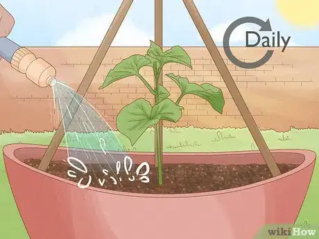 Image titled Grow Cucumbers in Pots Step 18