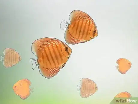 Image titled Breed Discus Step 8