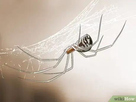 Image titled Identify a Garden Spider Step 12