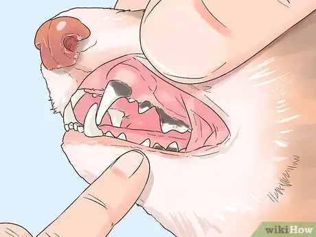 Image titled Clean a Ferret's Teeth Step 8