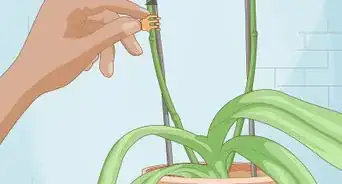 Get Orchids to Rebloom