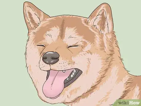 Image titled Identify a Shiba Inu Step 5