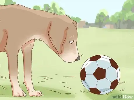 Image titled Train a Dog to Play Soccer Step 5