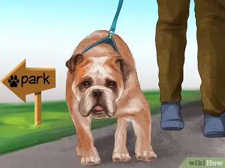 Image titled Exercise an English Bulldog Step 2