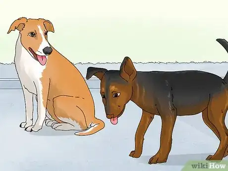 Image titled Identify a Potcake Dog Step 8