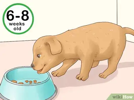 Image titled Tell Your Puppy's Age Step 10