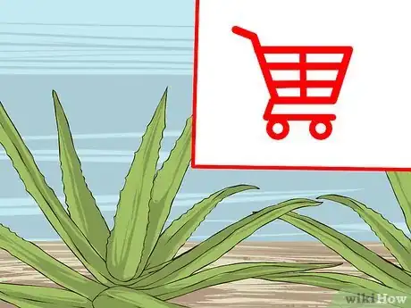 Image titled Grow and Use Aloe Vera for Medicinal Purposes Step 1