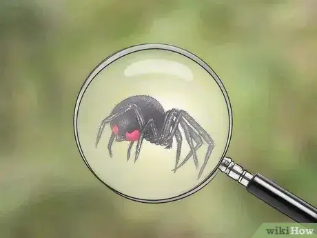 Image titled Identify and Treat Black Widow Spider Bites Step 7