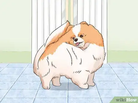 Image titled Identify a Pomeranian Step 6