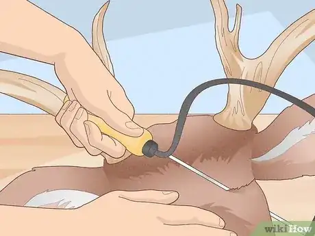 Image titled Mount Antlers Step 1