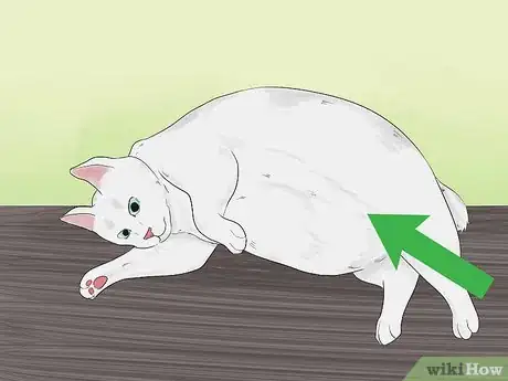 Image titled Tell if Your Cat Is Dead Step 2