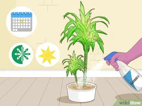 Image titled Care for a Dracaena Step 5